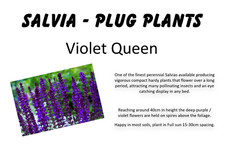 Salvia violet queen for sale  WHITCHURCH