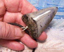 Mako shark tooth for sale  Hinesville