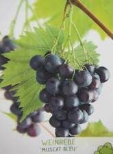 Vitis muscat blau gebraucht kaufen  Wuppertal