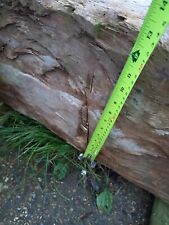 Massive elm beam for sale  CREDITON