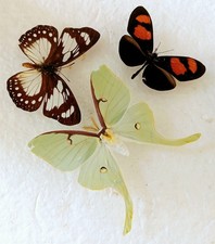 Moth butterfly collection for sale  SLEAFORD