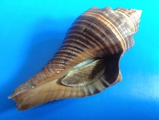 Pugilina morio martinique d'occasion  Brioude