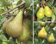 Bio birne trio gebraucht kaufen  Deutschland