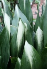 aspidistra for sale  TIPTON