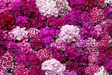 Flower dianthus sweet for sale  WREXHAM