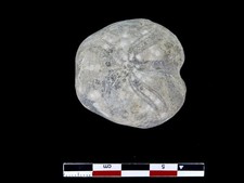 Oursin fossile toxaster d'occasion  Le Pin
