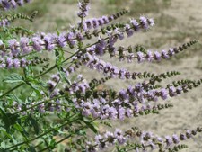 Krause minze spearmint gebraucht kaufen  Bayreuth