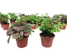 Mini terrarium plants for sale  Nashville