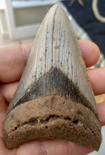 Megalodon tooth 3.81 for sale  BURGESS HILL