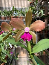 Cattleya orchid bicolor for sale  El Cajon