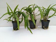 Cryptocoryne crispatula balans gebraucht kaufen  Gelsenkirchen