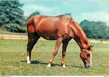 Animaux chevaux cpm d'occasion  Fruges