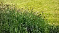 orchard timothy grass hay for sale orchard timothy grass hay for sale Lexington