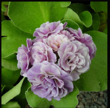 Primula auricula susannah for sale  DURHAM