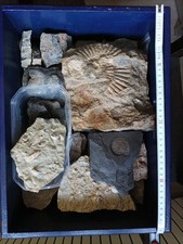 Mineralien fossilien spurenfos gebraucht kaufen  Spenge