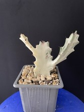 Rare cactus blanc d'occasion  Aire-sur-l'Adour