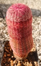 Echinocereus rigidissimus rubr usato  Vanzaghello