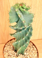 Cereus forbesii spiralis usato  Baranzate