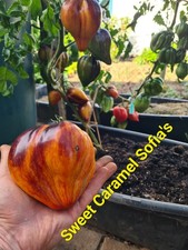 Tomatensamen семена то gebraucht kaufen  Nordhausen