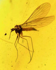 Fóssil âmbar birmanês cretáceo burmite escorpião mosca inseto âmbar fóssil Mianmar comprar usado  Enviando para Brazil