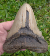Dent fossile requin d'occasion  Agen