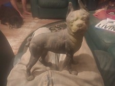 Vintage boston terrier for sale  Clearlake