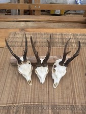 Rehgeweihe gebraucht kaufen  Düren