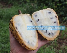 Fresh seeds rollinia d'occasion  France