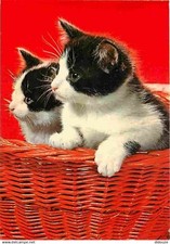 Animals cats kittens d'occasion  Expédié en Belgium