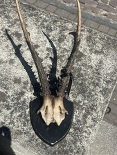 ibex for sale ibex for sale KENILWORTH