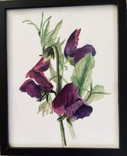Sweet pea plants for sale  SWINDON
