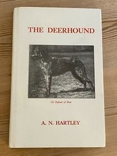 Rare scottish deerhound for sale  WARRINGTON