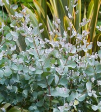 Eucalyptus cinerea silver for sale  UK