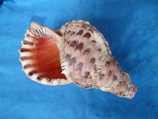 Tritonshorn muschelhorn südse gebraucht kaufen  Tübingen