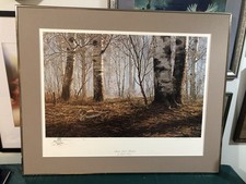 David maass autumn for sale  South Grafton