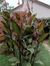Pianta canna russian usato  Sora