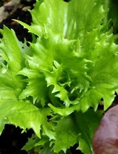 Lettuce ice queen for sale  NOTTINGHAM