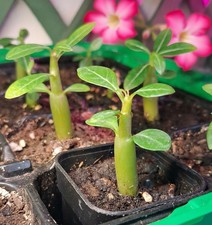 Bébé plante Adenium Obesum • Rose du désert comprar usado  Enviando para Brazil