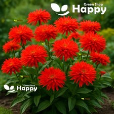 zinnias for sale zinnias for sale DONCASTER