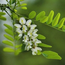 Black locust tree for sale  Nevada