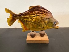 Taxidermy real brazilian for sale  Pittstown