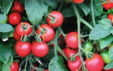 Fresh organic seeds for sale  WAKEFIELD