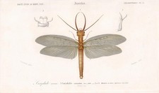 1861 dobsonfly print for sale  BIDEFORD