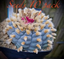 Seeds loph willi for sale  Kaneohe