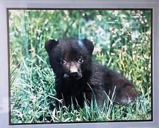 Bear cub framed for sale  Hamburg