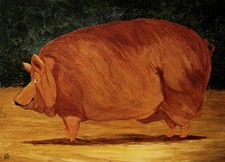 Pintura a óleo popular ingênua Leslie Stafford (1949–2024). Porco. Inicializado. comprar usado  Enviando para Brazil