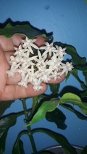Hoya lockii unbewurzelte gebraucht kaufen  Deutschland