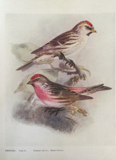 Antique bird print for sale  TORRINGTON