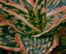 Aloe big secret for sale  Redwood City