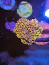 Wysiwyg crazy montipora for sale  BRISTOL